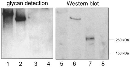 FIG. 8.