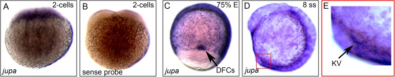 Figure 5—figure supplement 1.