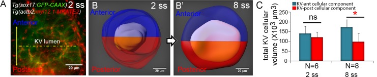 Figure 2—figure supplement 3.