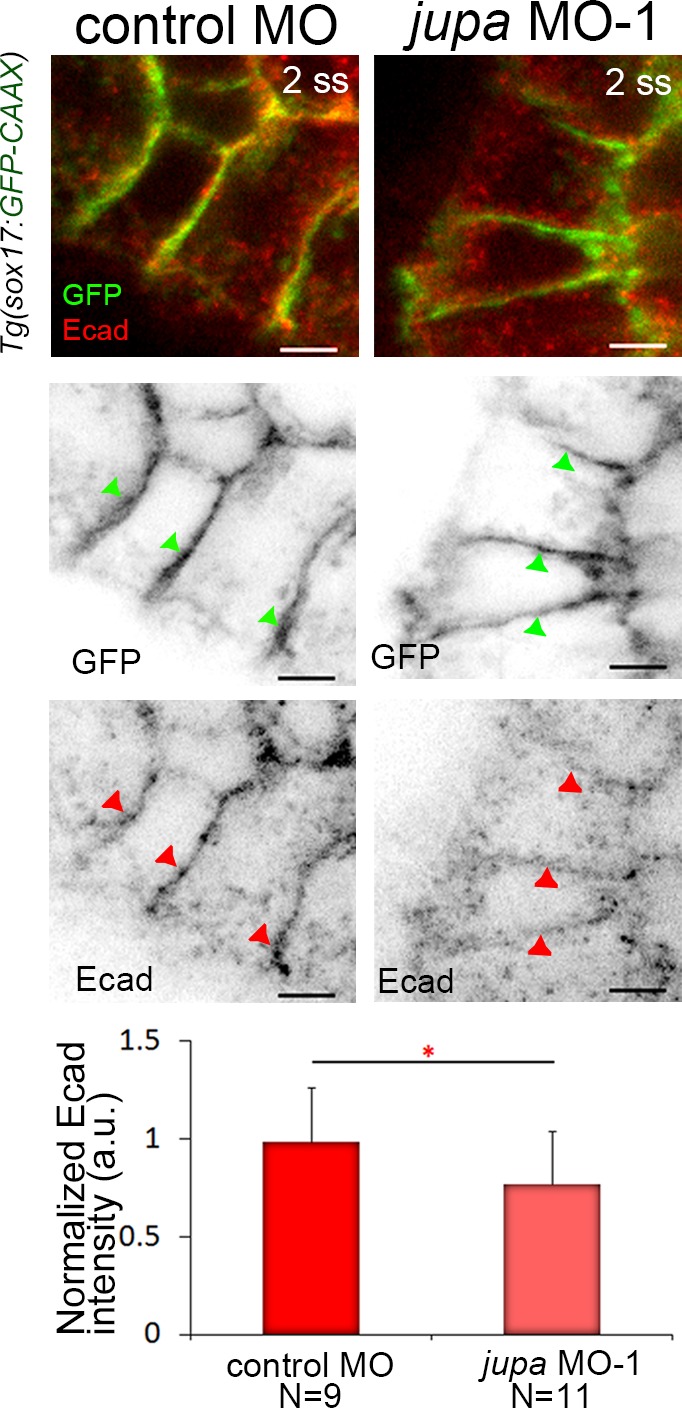 Figure 5—figure supplement 3.