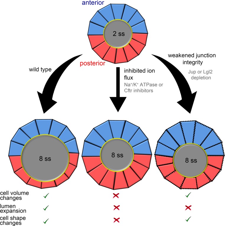 Figure 7.