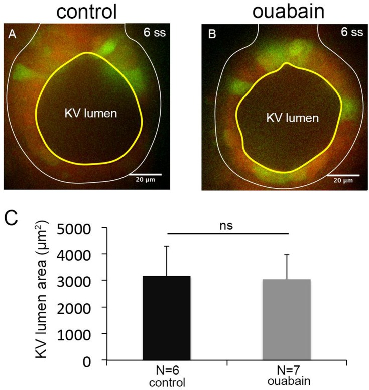 Figure 3—figure supplement 1.