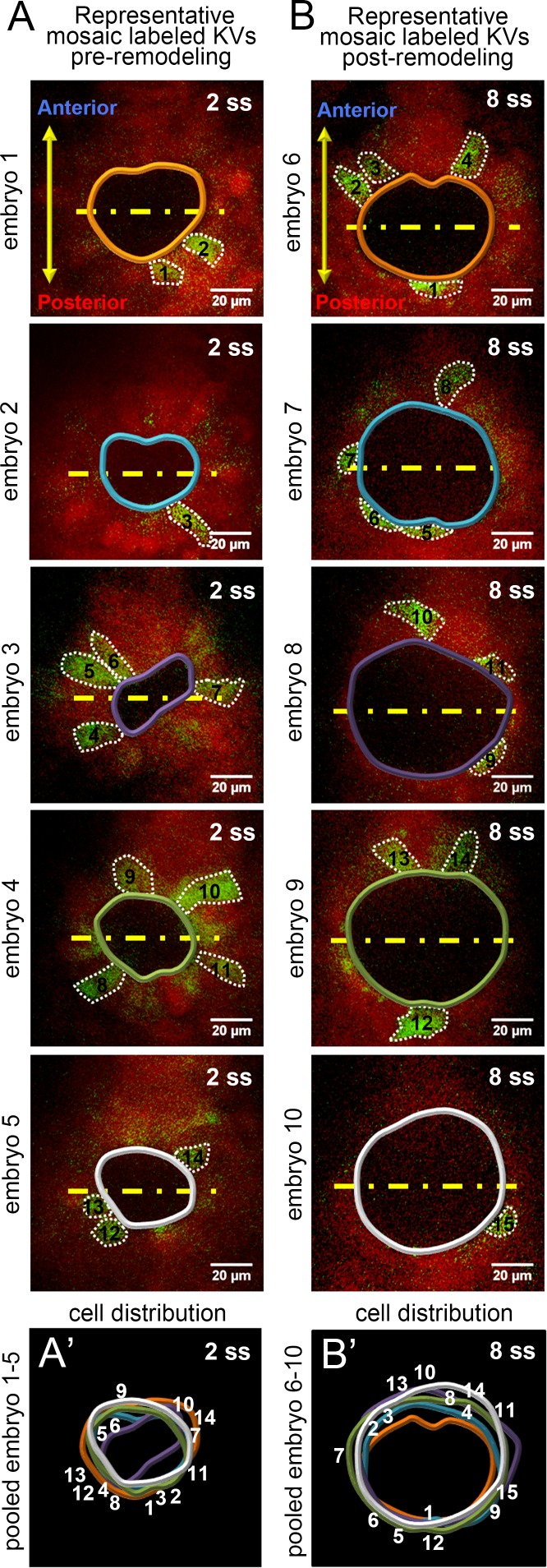 Figure 2—figure supplement 1.