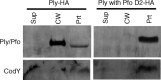 Fig 7