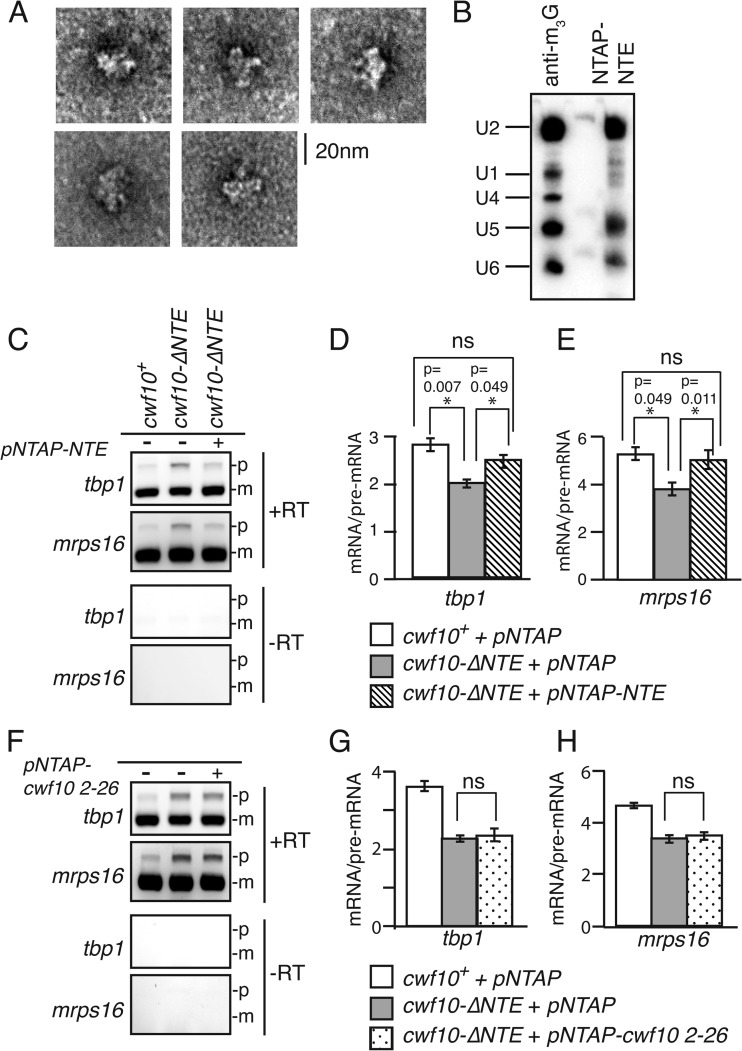 Fig 7