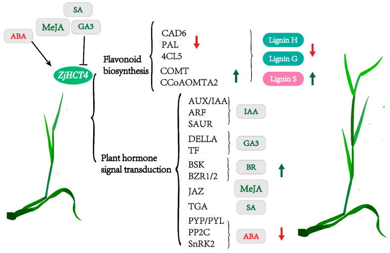 Figure 13