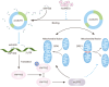 Graphical Abstract