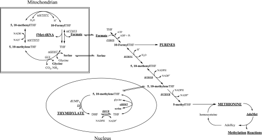 FIGURE 1.