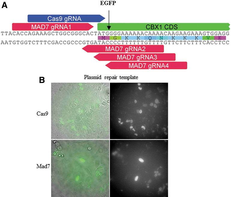 FIG. 2.