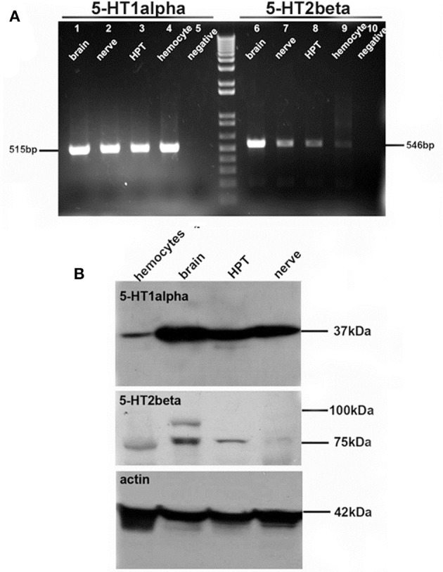 Figure 9