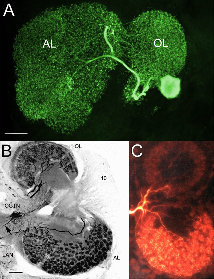 Figure 7