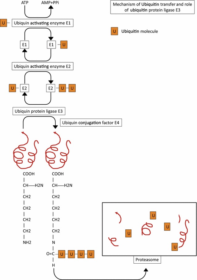 Fig. 1