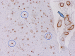 Figure 11.