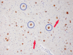 Figure 12.