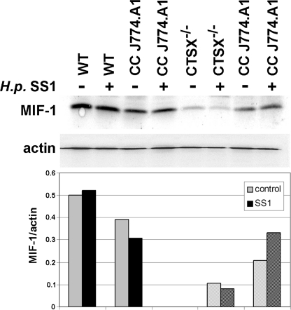 FIGURE 5.