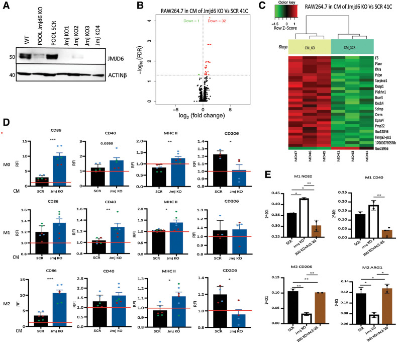 Figure 5. ANXA1 released by tumor cells affects macrophage differentiation in vitro. A, Western blot showing the expression of JMJD6 in PyMT-41C cells in different KO clones. Actin-β was used as housekeeping protein expression. B, Volcano plot of statistical significance against fold-change between RAW264.7 macrophages cultured in CM of Jmjd6 KO or scramble PyMT-41C cells showing the significantly upregulated (32, red) and downregulated (1, green) genes. C, Heatmap shows the degree of clustering between biological replicates and distinct pattern of gene expression level between RAW264.7 macrophages cultured in CM of Jmjd6 KO (yellow) and scramble PyMT-41C cells (light green) cells. Color coding green to red shows the z-score value from -1.5 to 1. D, Relative fluorescence intensity (RFI) plots showing the expression level of M1 and M2 markers in M0, M1, and M2 BMDMs in CM of scramble and Jmjd6 KO PyMT-41C cells. Data were normalized on macrophages cultured without CM (red bar). Datapoints show the biological replicates of three independent experiments (green, blue and red) with two biological replicates in each experiment. Error bars show the SEM. P value is calculated with one-way ANOVA, Tukey multiple comparison test. E, Real-time PCR showing the expression of M1 markers (Cd40 and Nos2) and M2 markers (Cd206 and Arg1) in M1 and M2 differentiated BMDMs cultured in CM of scramble and Jmjd6 KO PyMT-41C cells, with or without the ANXA1 mimetic peptide Ac2–26.