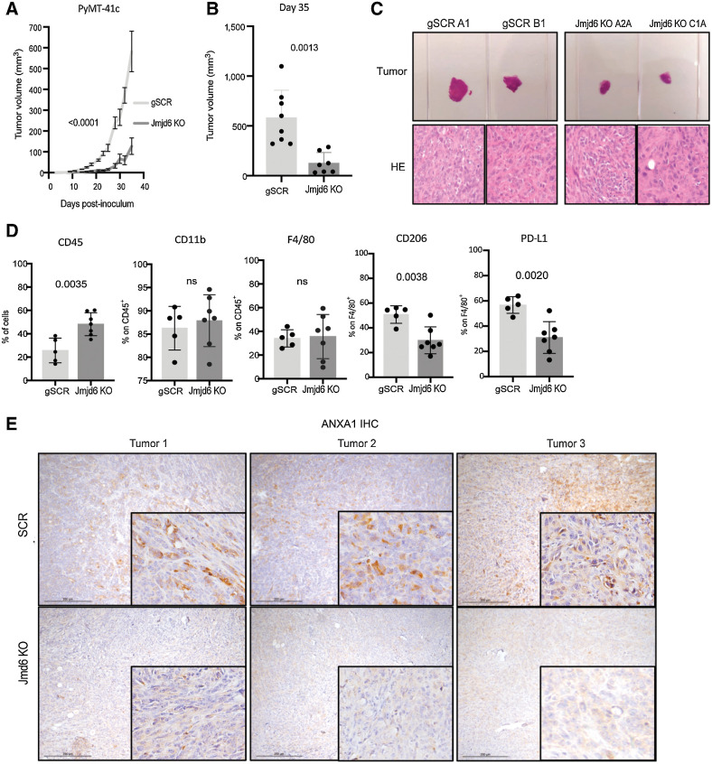 Figure 6. Tumor cell JMJD6 supports M2 macrophage differentiation and tumor growth in breast cancer mouse model. A, Tumor growth after inoculation of scramble (light gray) and Jmjd6 KO (dark gray) PyMT-41C cells in C57BL/6 mice. P value is calculated with two-way ANOVA, Sidak multiple comparison test. Error bars shows S.D. B, Tumor volume of scramble (light gray) and Jmjd6 KO (dark gray) PyMT-41C cells in C57BL/6 mice at the experimental endpoint of 35 days. P value is calculated with two-way ANOVA, Sidak multiple comparison test. Each dot represents a different mouse. Error bars shows SD among samples. C, Top, Representative images of two scramble PyMT-41C cells-derived tumors (clone A1 and clone B1) and two Jmjd6-KO PyMT-41C cells-derived tumors (clone A2A and clone C1A). Below, H&E staining of the different tumors. D, Percentage of CD45+ immune cells, CD11b+ myeloid cells, F4/80+ monocytes, macrophages, CD206+ M2-like macrophages over F4/80+ macrophages and PD-L1+ immunosuppressive macrophages over F4/80+ macrophages in tumors derived from scramble or Jmjd6 KO PyMT-41C cells. P value is calculated with unpaired t test. Each dot represents a different mouse. Error bars show SD among samples. E, IHC analysis of ANXA1 expression in tumors derived from scramble and Jmjd6 KO PyMT-41C cells injected in C57BL/6 mice.