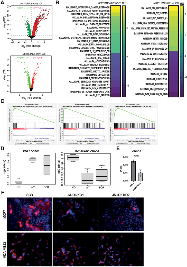 Figure 2. Transcriptome profile of scramble and JMJD6 KO MCF7 and MDA-MB231 cells. A, Volcano plot showing statistical significance values against fold-change and highlighting the most upregulated (red) and downregulated (green) genes between JMJD6 KO and scramble MCF7 (top), and MDA-MB231 (bottom) cells. B, GSEA analysis of the most significantly up- or downregulated hallmark pathways in JMJD6 KO MCF7 (left) and MDA-MB231 (right) cells compared with scramble control. C, GSEA plots showing enrichment of genes associated with inflammatory pathways in JMJD6 KO MCF7 cells compared with scramble control. Significant GSEA pathways are defined on the basis of FDR < 0.05. D, mRNA expression of ANXA1 in WT, scramble and JMJD6 KO MCF7 and MDA-MB231 cells. t test was performed between JMJD6 KO MCF7 and scramble cells, and between JMJD6 KO and scramble cells. **, P < 0.01; ***, P < 0.001. E, Real Time PCR showing the levels of ANXA1 in control and JMJD6 KO clones. Statistical significance was calculated by paired two-tailed t test. F, Immunofluorescence staining showing the expression of ANXA1 (red) in scramble or JMJD6 KO MCF7 and MDA-MB231 cell clones. Nuclei were stained with DAPI (blue), bars = 50 μmol/L.