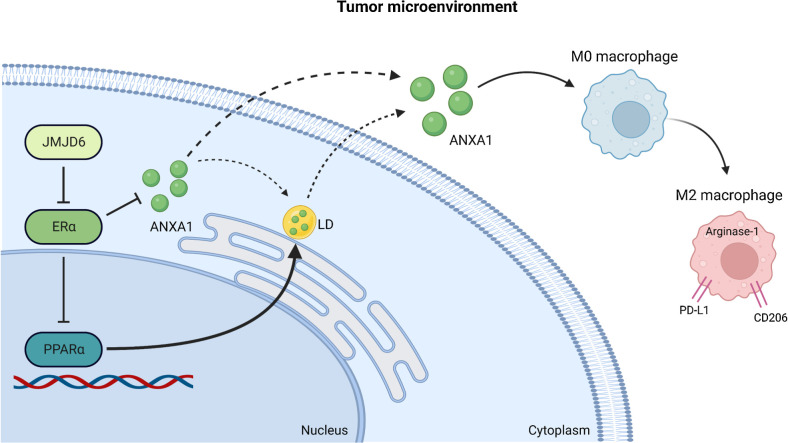 Figure 7. JMJD6 molds TME through ANXA1-dependent macrophages polarization. JMJD6 favors ANXA1 expression, intracellular accumulation, through a pathway involving PPARα and ERα, and its increase in the TME. ANXA1 released by cancer cells triggers the conversion of macrophages to a pro-tumor M2-like state which favors tumor development.