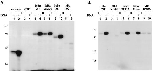 FIG. 6