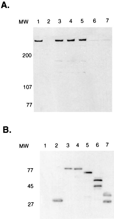 FIG. 7