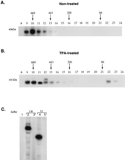 FIG. 1