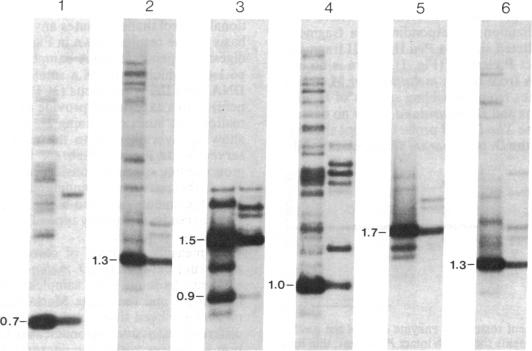 graphic file with name pnas00622-0238-a.jpg