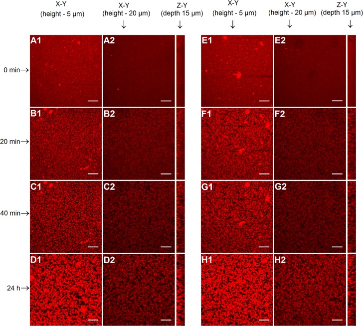 Fig 6