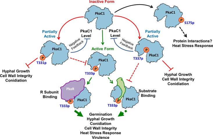 FIG 6 