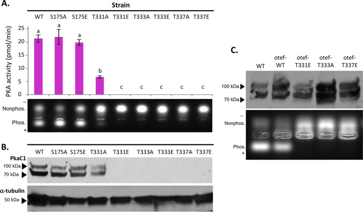 FIG 3 