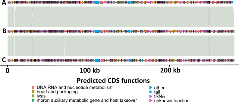 The figure shows genome alignments with predicted coding sequences for gene functions like DNA metabolism, packaging, lysis, and host takeover. A scale indicates genome length in kilobases, accompanied by annotations for the predicted functions.