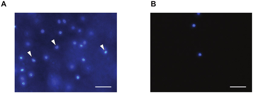 Figure 2: