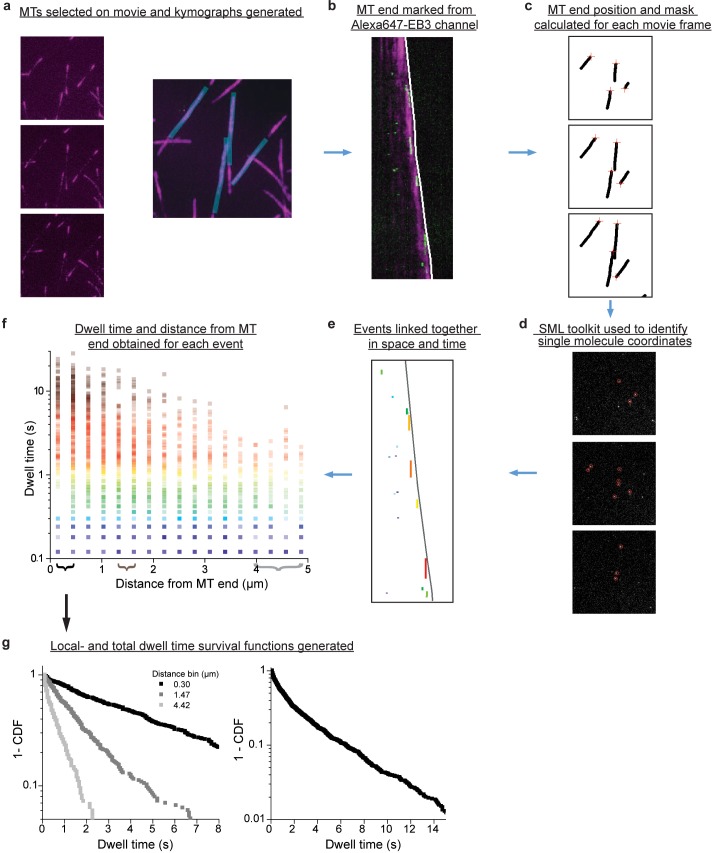 Figure 4—figure supplement 1.