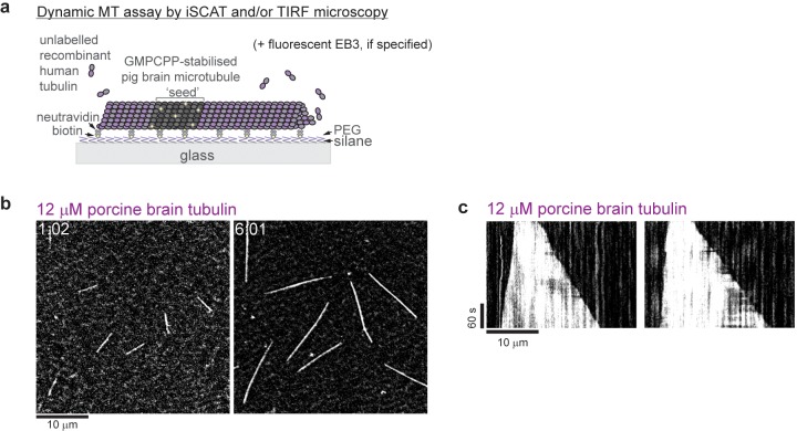 Figure 1—figure supplement 2.