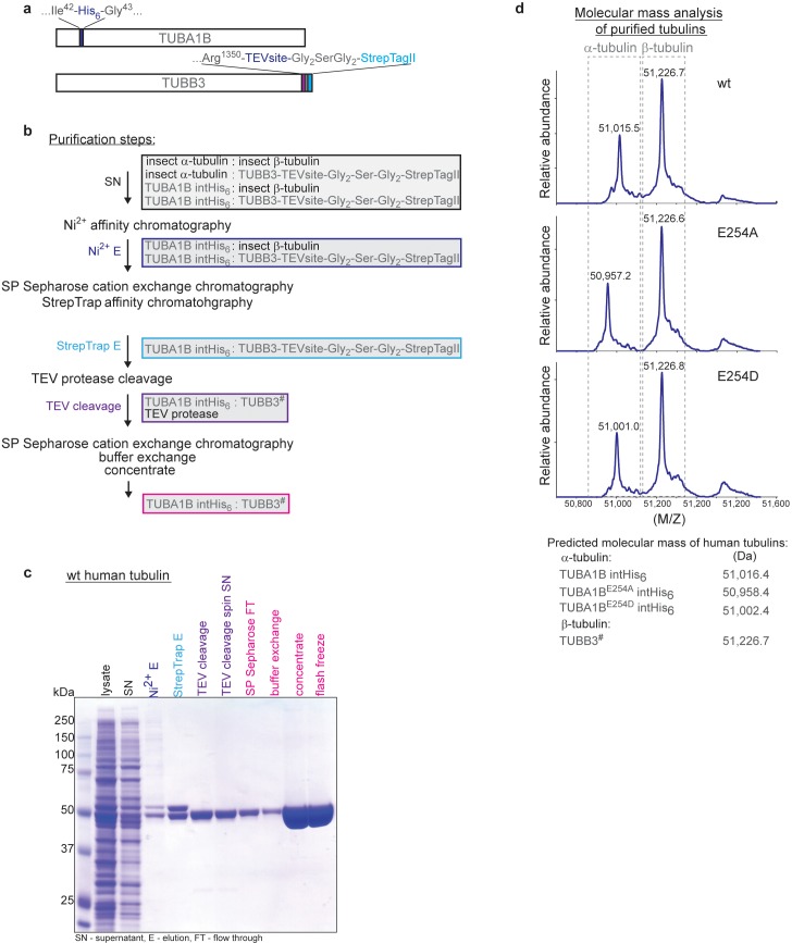 Figure 1—figure supplement 1.