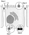 FIG. 2.