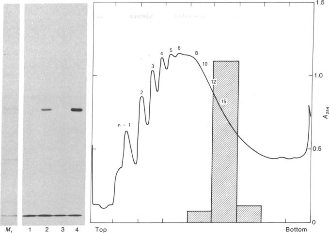 graphic file with name pnas00012-0549-a.jpg