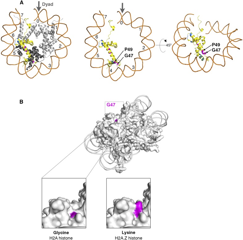 Figure 1—figure supplement 3.