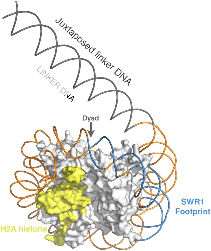 Figure 2—figure supplement 1.