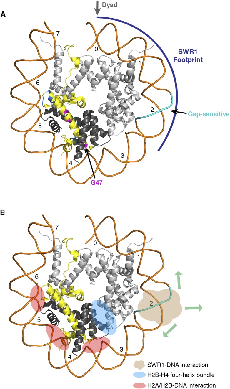 Figure 3—figure supplement 2.