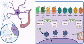 graphic file with name GLIA-71-44-g002.jpg