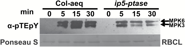 Fig. 6.