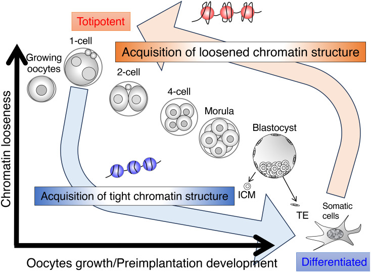 Chromatin Structure In Totipotent Mouse Early Preimplantation Embryos Pmc