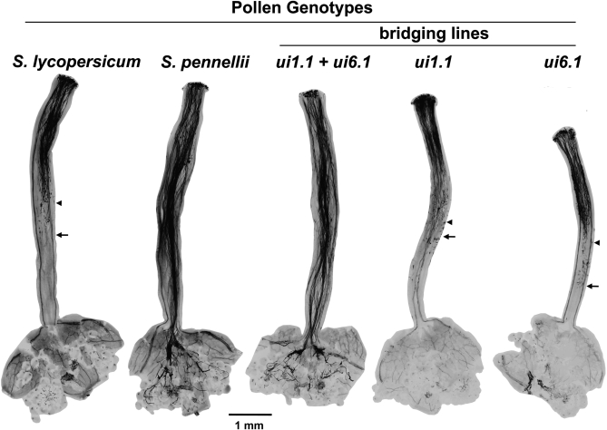 Figure 3.—