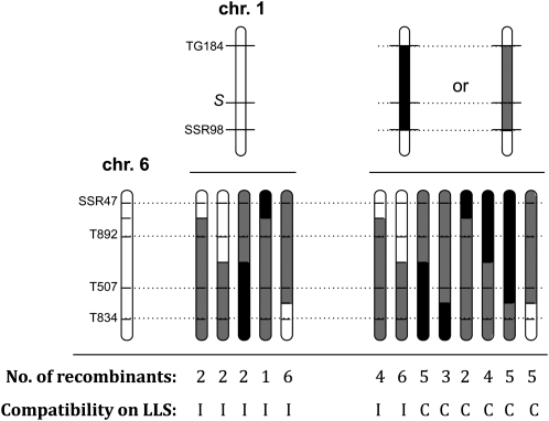 Figure 4.—