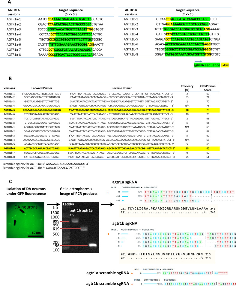 Figure 3—figure supplement 1.