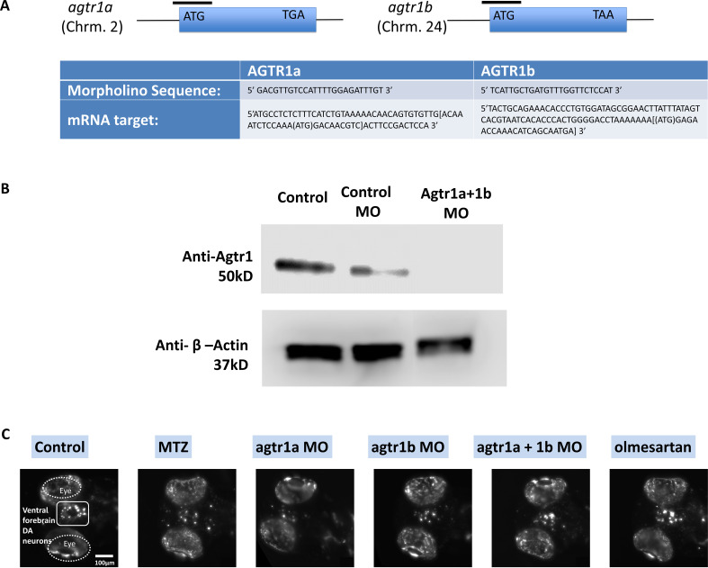 Figure 2—figure supplement 3.