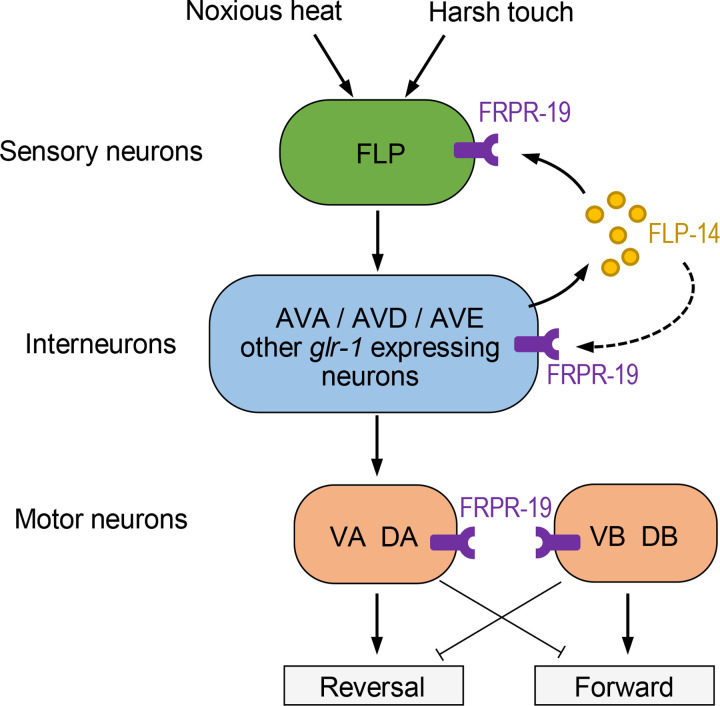 Fig 6