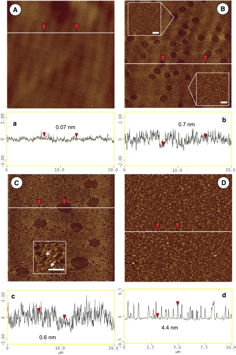 FIGURE 3