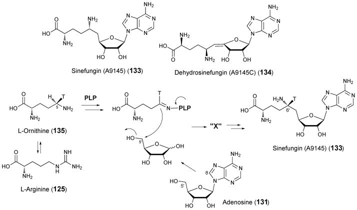 Scheme 18